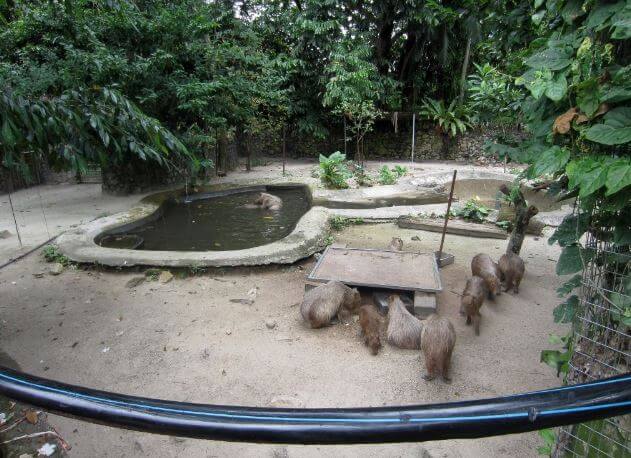 Preparing Home For Capybaras