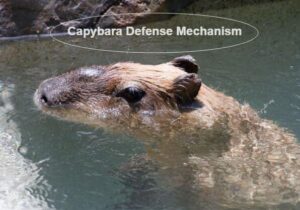 What Do Capybaras Need To Survive Anywhere?