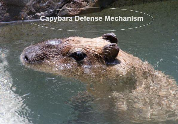 How Do Capybaras Protect Themselves