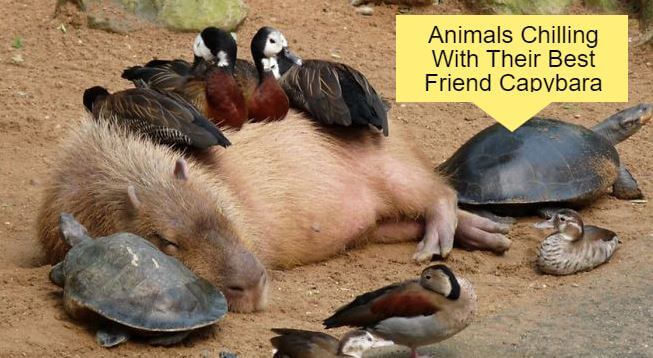 Why Do So Many Animals Like Capybaras?