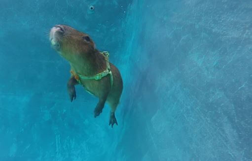 Photo Of Capybara Under Water For 5 Minutes