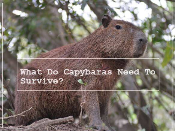 What Capybaras Need To Survive Any Where