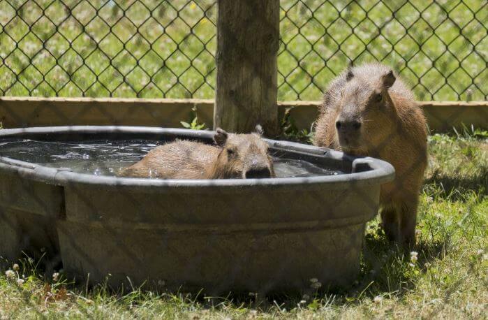 Grooming A Capybara As Pet