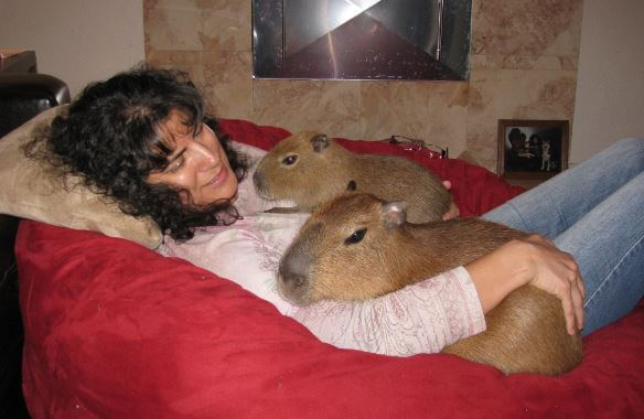 Do Capybaras Like To Cuddle?