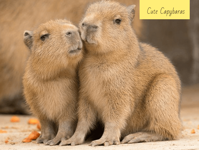 Baby Capybara Facts You Should Know