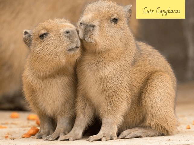 Why Are Capybaras So Friendly