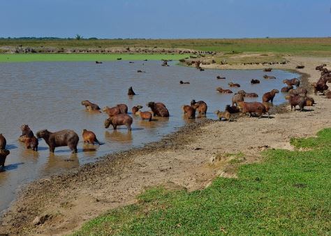 Why Do Capybaras Like to Live Near Water?