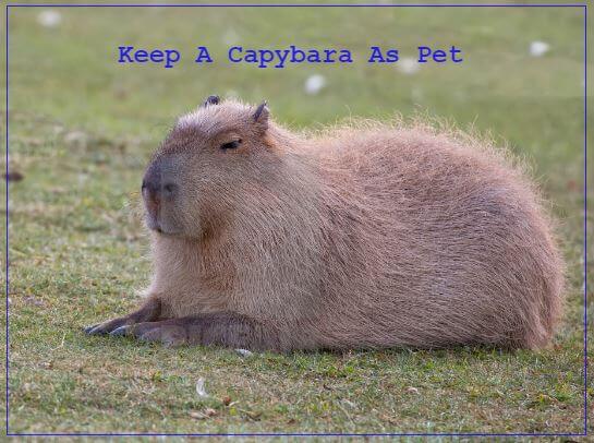 Can You Have A Capybara As A Pet