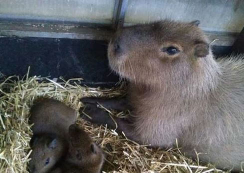 Can Capybaras Be Domesticated?