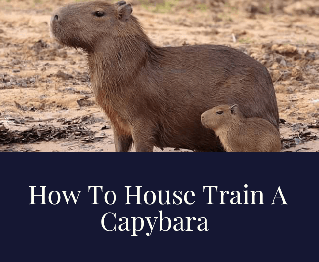How To House Train A Capybara (8 Mandatory Requirements)