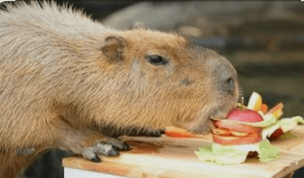 Fruits capybara eating apple