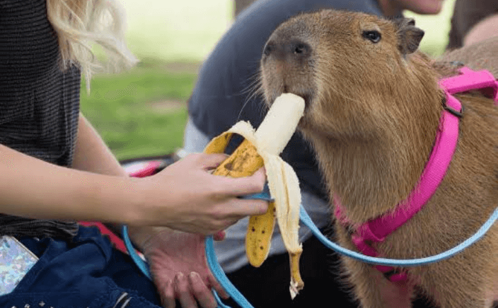 Capybaras eating bananas
