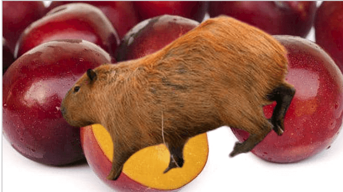 Capybara eating lunch fruits