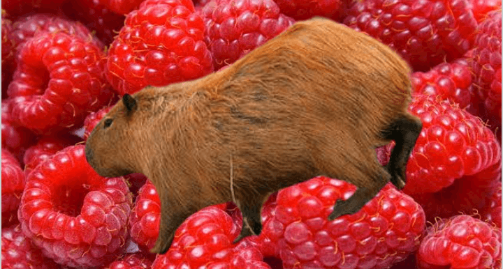 Capybara eating raspberries