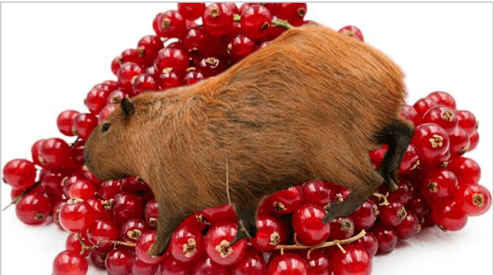 Capybaras eat REDCURRANT
