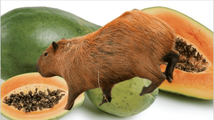 Capybaras eat papaya fruits