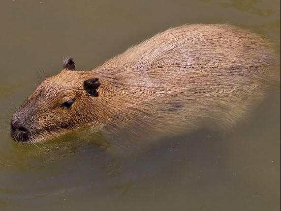 Are Capybaras Good Swimmers