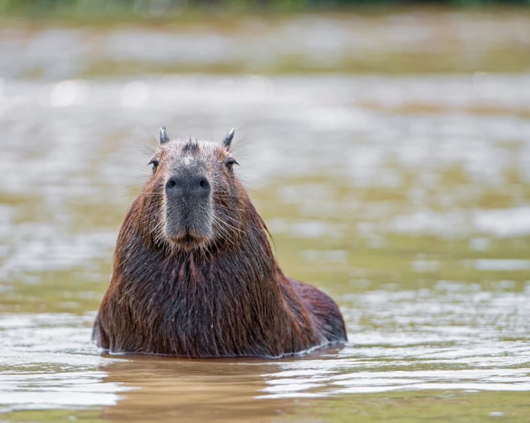 Why do capybaras sit in water