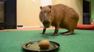 Capybara eating kiwi fruit