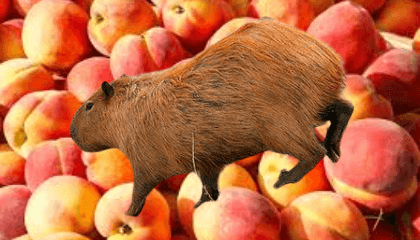 Capybaras eat fruits like peaches