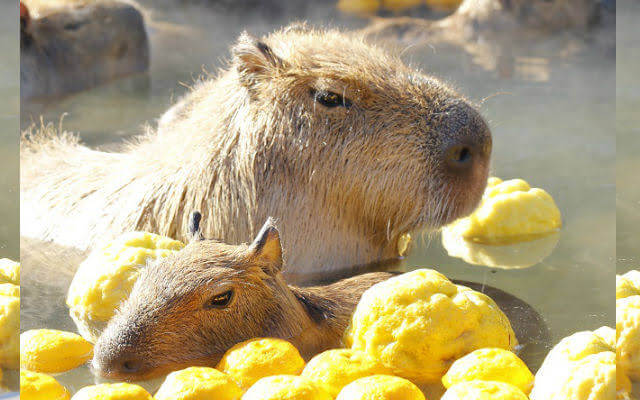 Fruits Capybaras eat grapes