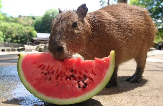 Fruits Capybaras eat watermelon