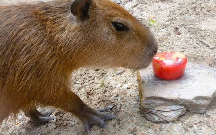 Capybaras eat Tomatoes as fruits