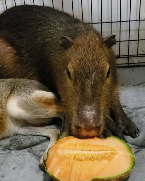 Capybara eating CANTALOUPE fruit