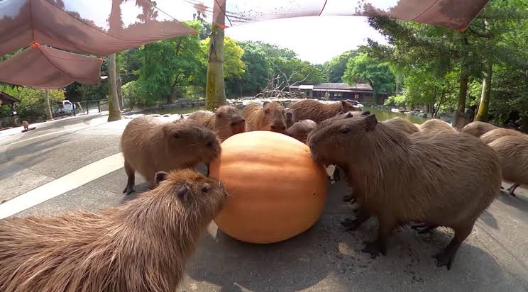 Capybaras eating pumpkin