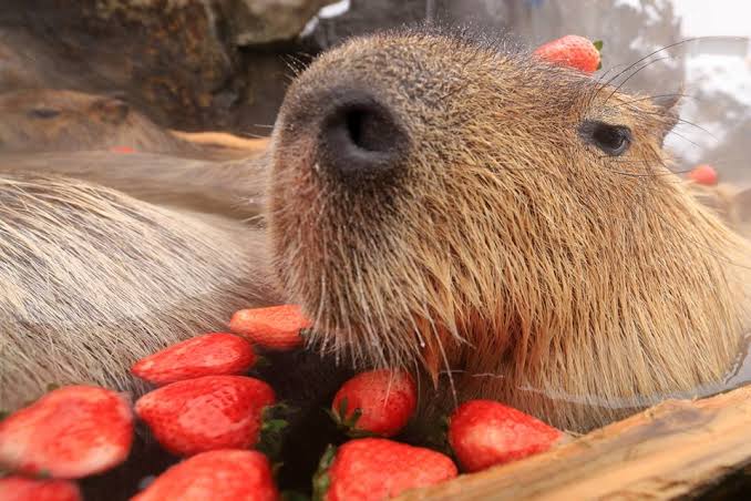 Capybara eating Strawberries