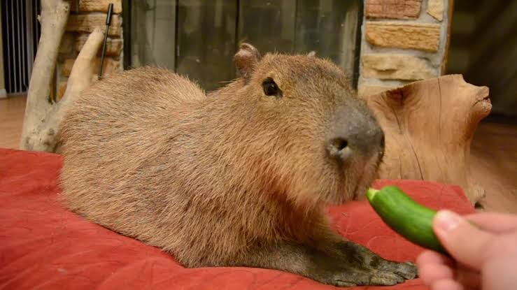 Capybara eating cucumber