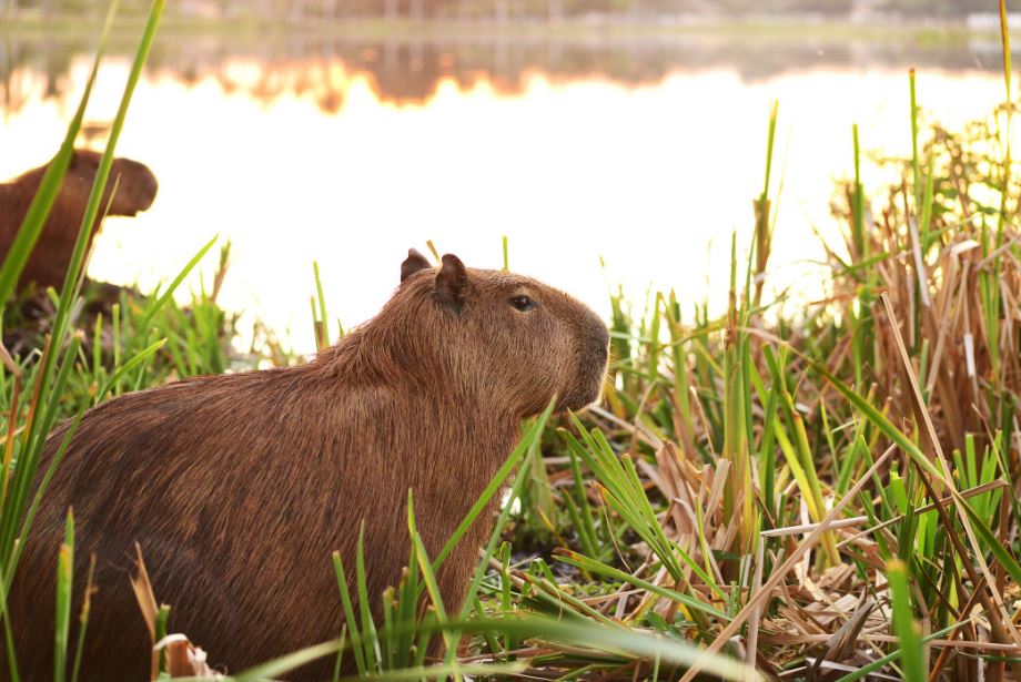 what vegetables do capybaras eat