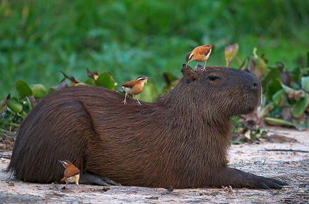 Capybaras Relationship With Birds