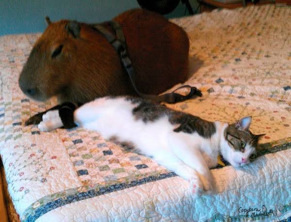 Capybaras Relationship With Cats