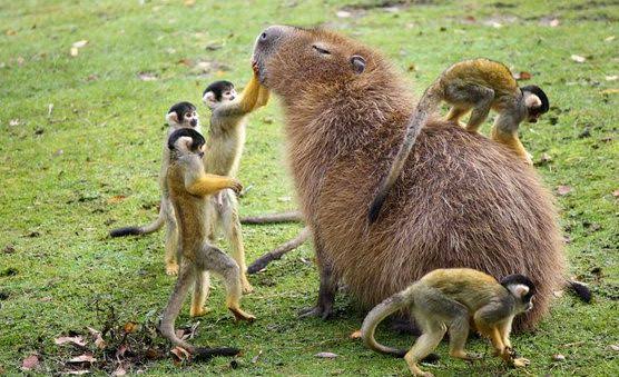 Capybara Relationship with Monkeys