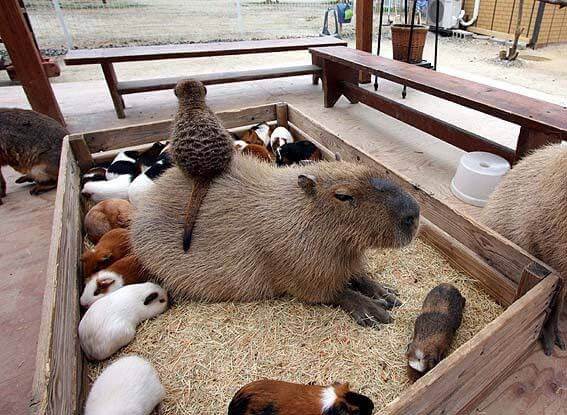Capybaras Relationship Other Rodents