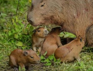 How Do Capybaras Reproduce