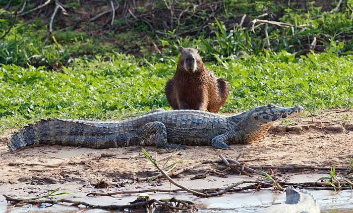 Capybaras Relationship With Crocodiles & Alligators