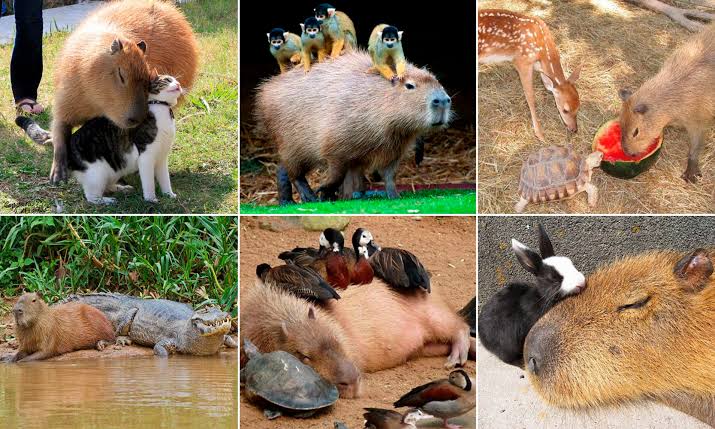 How Do Capybaras Relate With Other Animals & Humans?