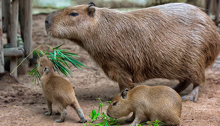 How Does The Capybara Reproduce