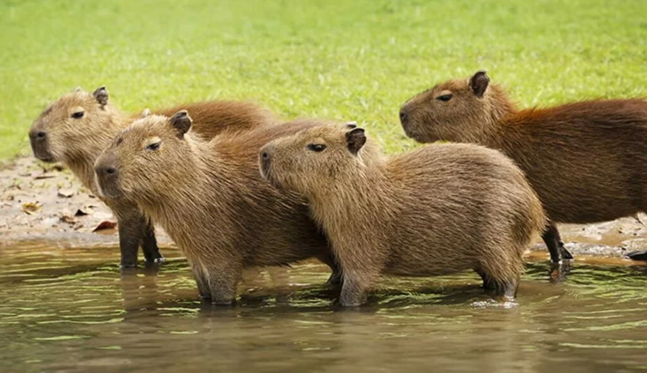 How Many Babies Can A Capybara Have