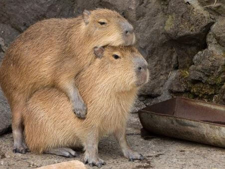 How Do Capybaras Reproduce?