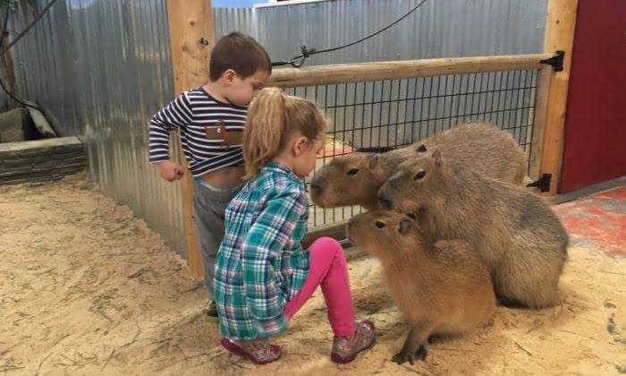 Can Capybaras Attack Humans?