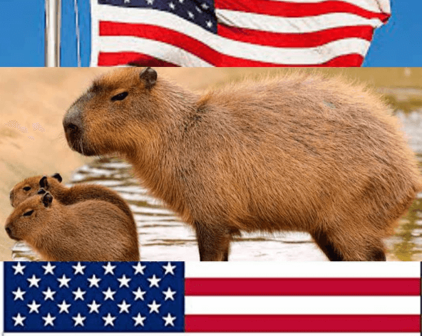 Where Is It Legal To Own A Capybara Pet In US