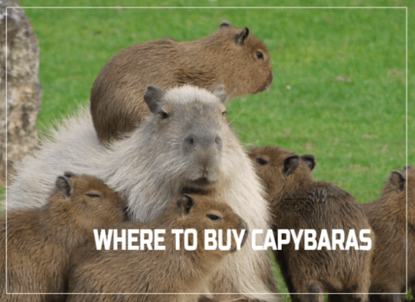 Where Can You Buy Capybara Pet