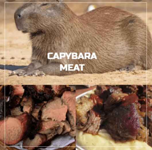 Do Humans Eat Capybara