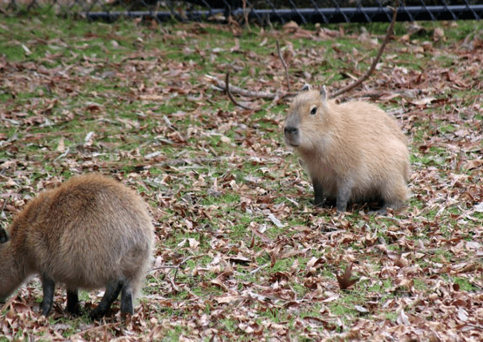 Where Capybara Can Be Seen