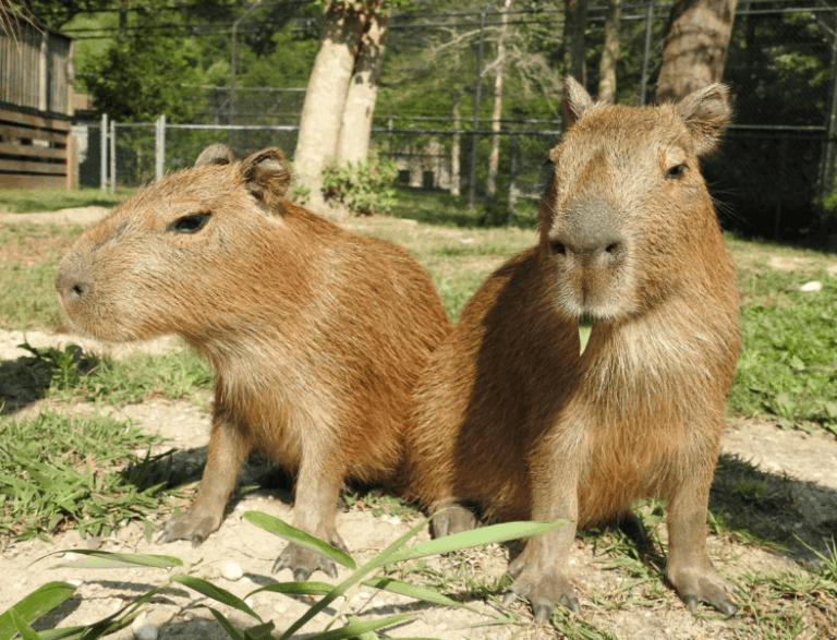 10 Zoos Around The World Where Capybaras Can Be Seen