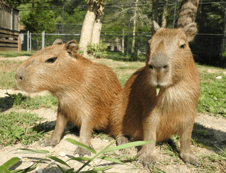 Photos of capybaras in Source: All images belong to the Cape May County zoo. 