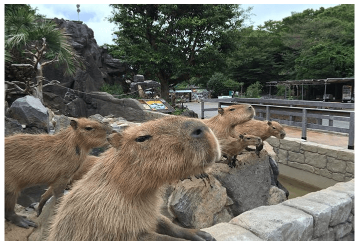 Photos of capybaras at the Izu Shaboten zoo